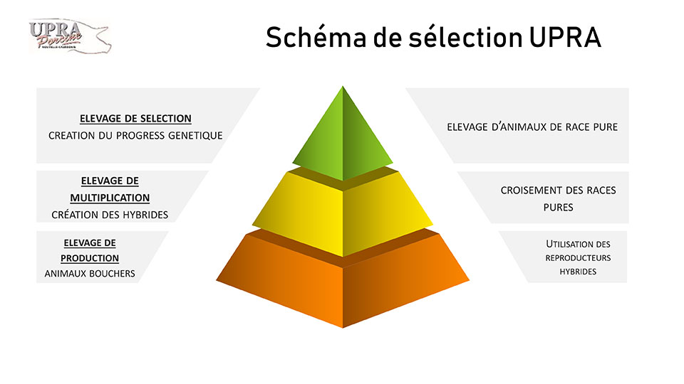 schema de selection UPRA